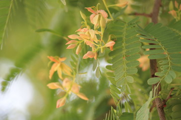 Tamarind Flower and Leaf 