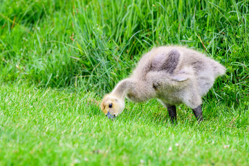 Cute fluffy baby Canadian Goose standing eating in short grass, in front of tall green grass
