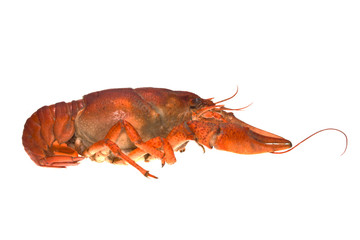 crayfish isolated on white background