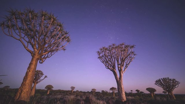 Time lapse in Namibia over the Quiver Tree's. Pure beauty in the Africa bush lands. Sun setting and Milky Way rising