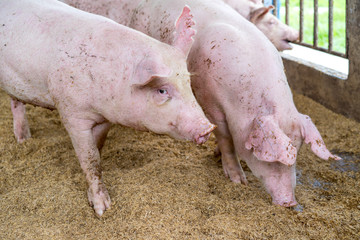 Cute little piglets on the farm, happy pigs on pig farm, mini pigs farm, selective focus.