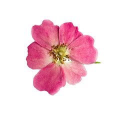 Pressed and dried a delicate transparent flower rose hips. Isolated on white