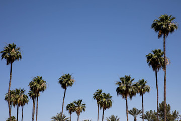 Fototapeta na wymiar Top of palm trees with copy space