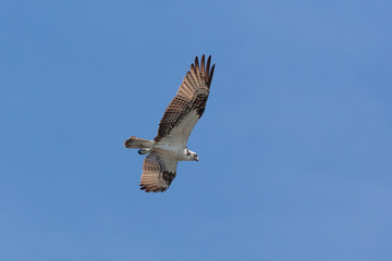 Osprey In Flight 3