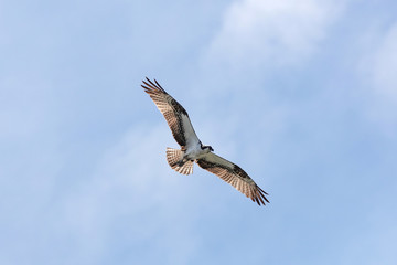 Osprey In Flight 2