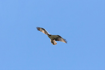 Osprey In Flight 1