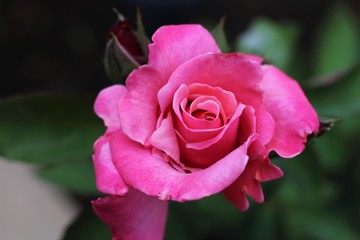 Macro pink blooming rose in garden
