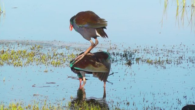 Purple Swamphens (Porphyrio porphyrio) mating at Lake Monger in Perth, Western Australia.