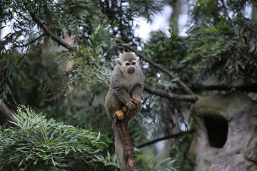 Squirrel moneky on tree