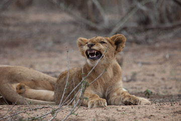 Sleepy baby lion cub