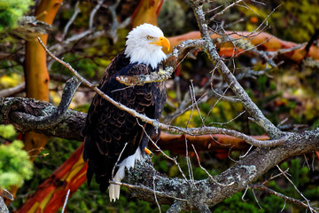 Bald Eagle
