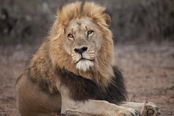 Big maned male African lion