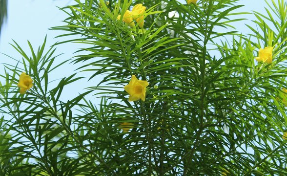 Cascabela thevetia or yellow oleander