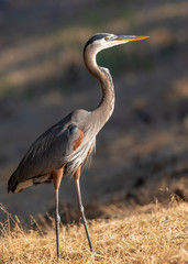 Great blue heron, seen in the wild in North California 
