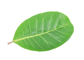 Cashew Nut green leaf isolated on white background