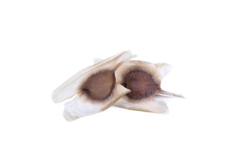 Moringa Seed on white background