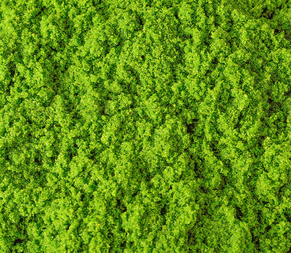 รูปภาพWolffia เลือกดูภาพถ่ายสต็อก เวกเตอร์ และวิดีโอ266 Adobe Stock