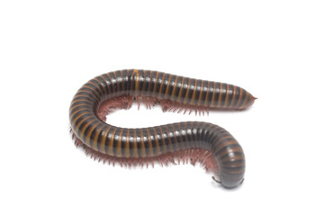 Big millipede isolate on white background

