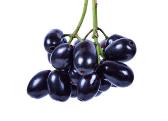 Jambolan plum or Java plum with stem on white background