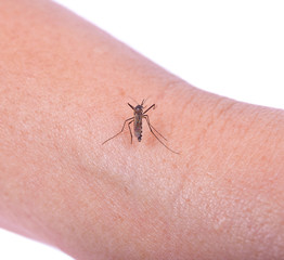 Mosquito bite isolated on white backgrond