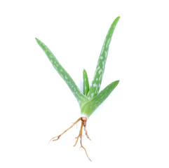 Aloe vera leaves isolated on white background