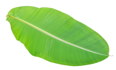 Banana leaf isolated on white background