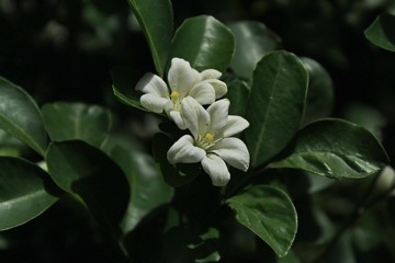 Orange jasmine flowers isolated natural background