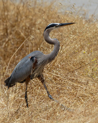 Obraz premium Great blue heron, seen in the wild in North California 