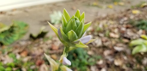 Budding spring plant closeup