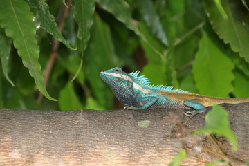 Myanmar chameleon in green color on the branch of tree. It is a small slow-moving Old World lizard with a prehensile tail, long extensible tongue, protruding eyes that rotate independently.