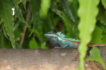 Myanmar chameleon in green color on the branch of tree. It is a small slow-moving Old World lizard with a prehensile tail, long extensible tongue, protruding eyes that rotate independently.