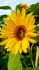 Sunflower in the Morning