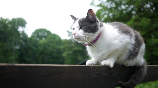 Cute cat balancing on a railing near bridge V1