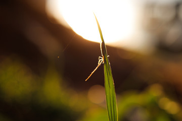 Spider Morning
