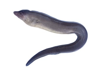 Moray eel isolated 
