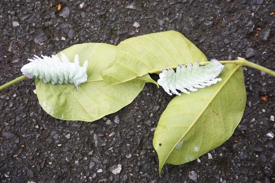 worm of Atlas moth
