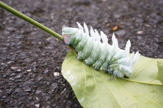 worm of Atlas moth