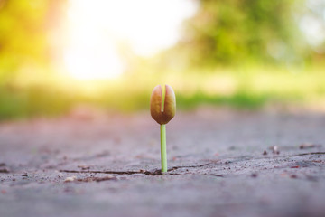 Growth of trees in drought, Living with tree drought.