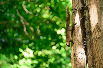 Obraz premium Squirrels are mammals living on trees.