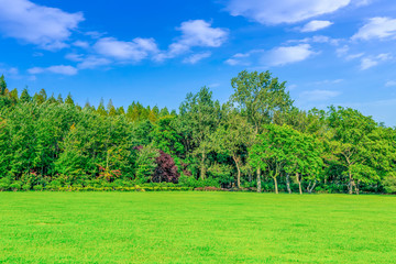 The beautiful green green woods in the park