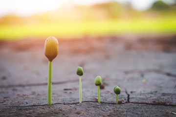 Growth of trees in drought, Living with tree drought.