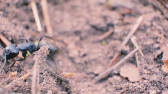 Gaint black ant close up