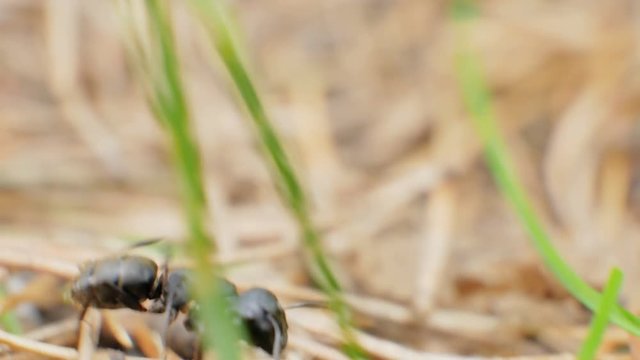 Gaint black ant close up
