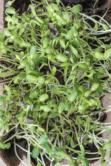 Sunflower sprout vivid green