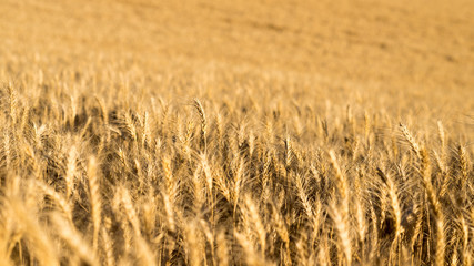 Wheat Field