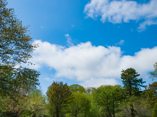 Fototapeta na wymiar Trees and green and blue sky.