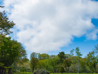 Obraz premium Clouds surrounded by trees.