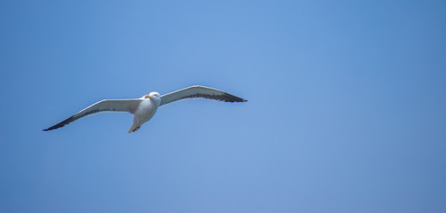 Fototapeta na wymiar Gulls flying close to the beach