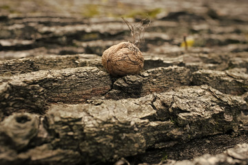 autumn walnut. bark of tree textured background with walnut in autumn.