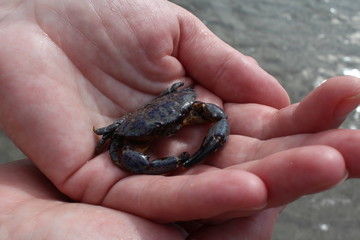 The jaguar round crab (Xantho poressa) on a female hand against a background of a sea coast close-up.